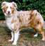 Bonza Mexicali Rose, gare: Sierra Kennels